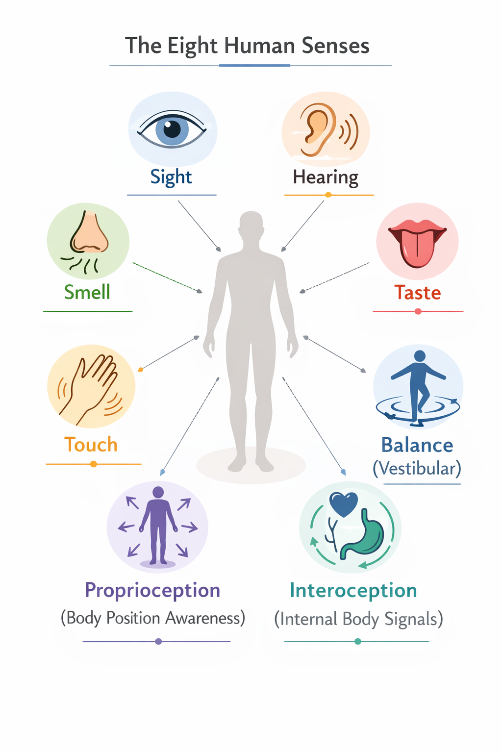 A tall, portrait educational infographic showing eight human senses arranged radially around a subtle human silhouette. Minimalist vector style, muted academic color palette. Each sense is represented by a simple icon and label: sight, hearing, smell, taste, touch, balance (vestibular), proprioception (body position awareness), and interoception (internal body signals). Clean layout, generous white space, soft neutral background, no clutter, suitable for a professional academic presentation slide.